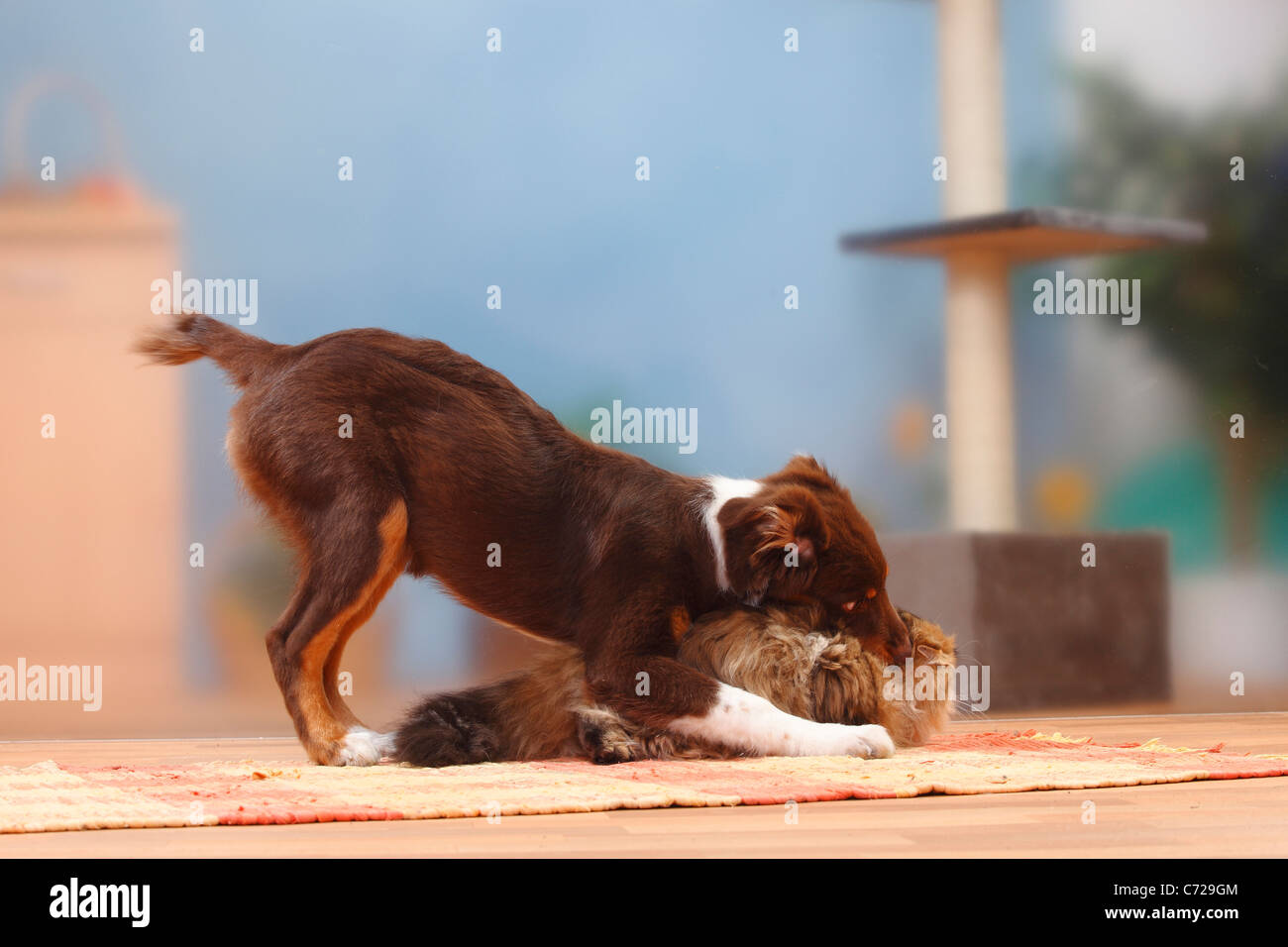 Australian Shepherd, red-tri, 5 months, and Britisch Longhair Cat / Highlander, Lowlander, Britanica Stock Photo