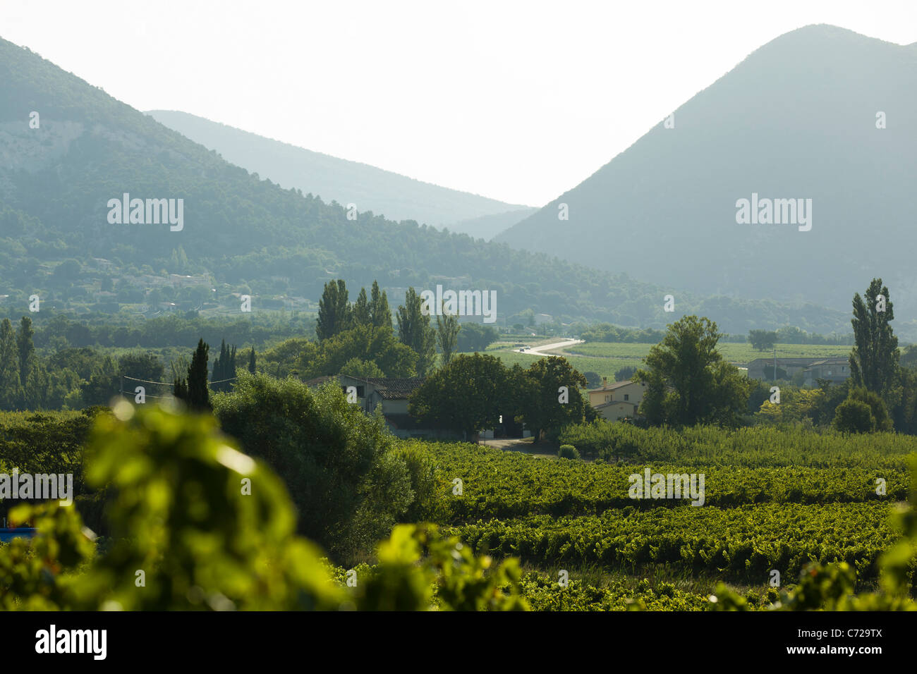 Vineyards and mountains near Font de Barral, Saint-Pantaléon-les-Vignes in south Drome, France Stock Photo