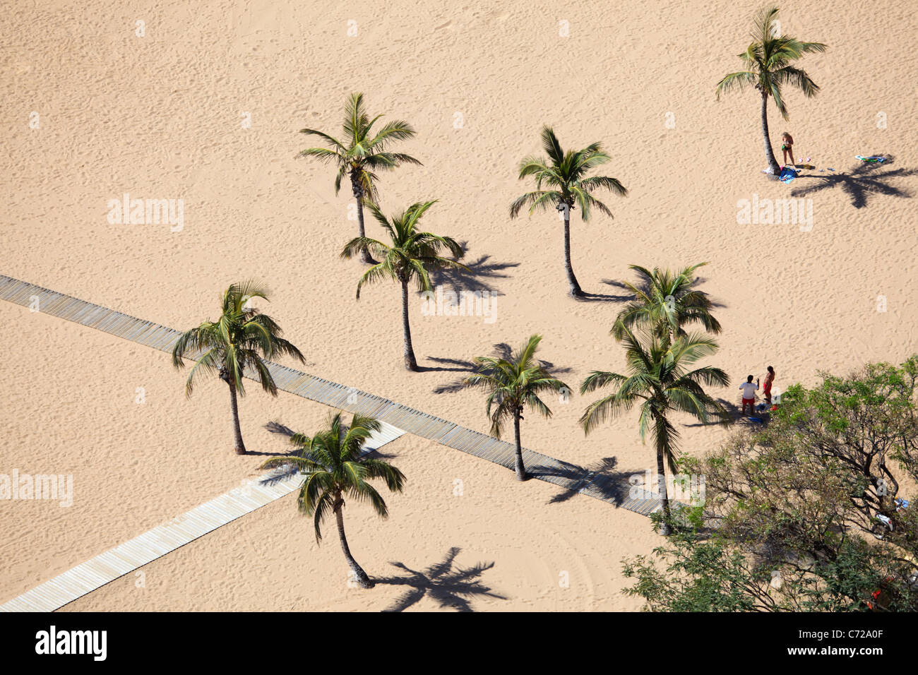 Palm Trees on the beach. Playa de las Teresitas, Tenerife Spain Stock Photo