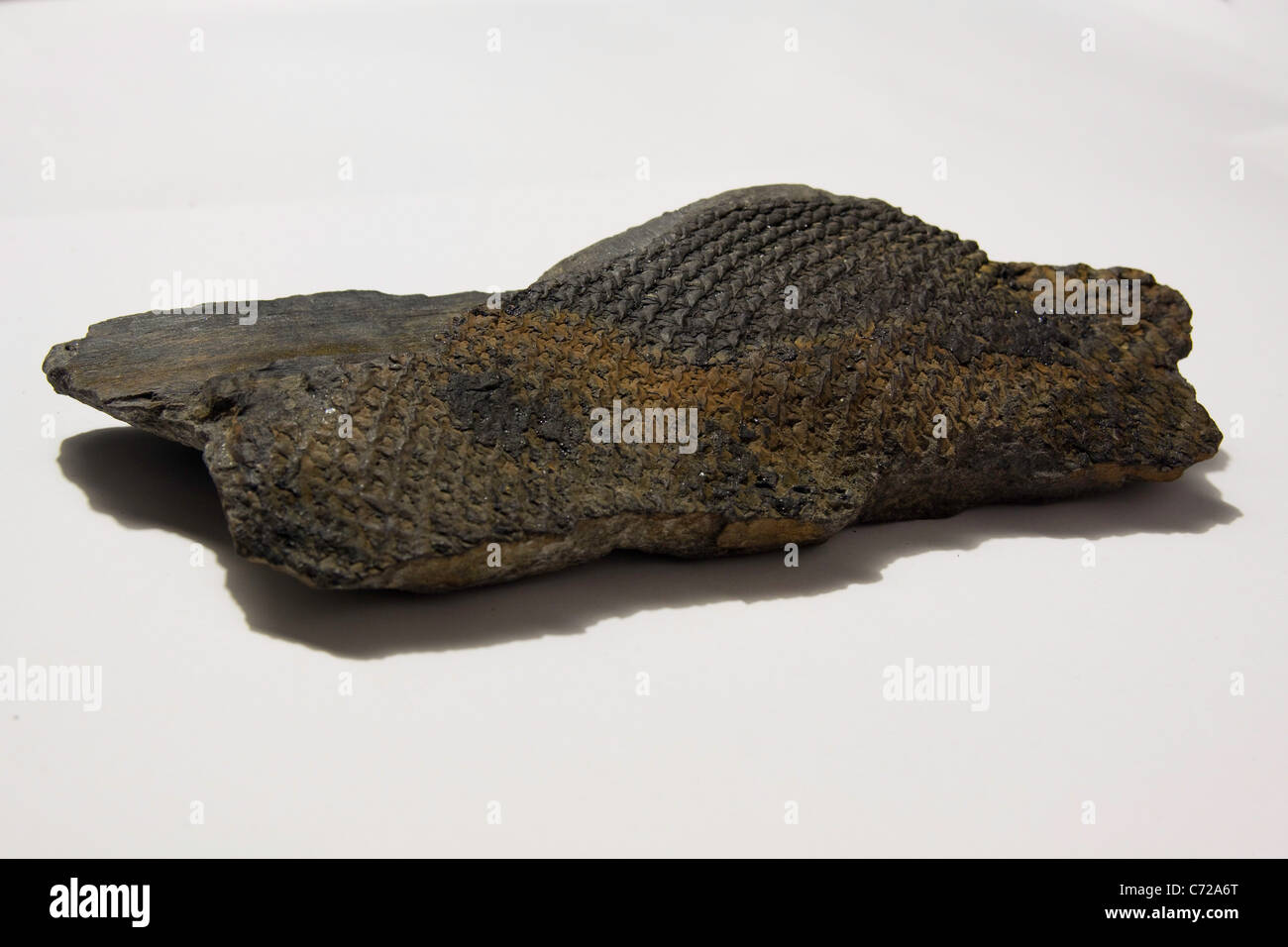 a close up of fossilized tree bark Stock Photo - Alamy