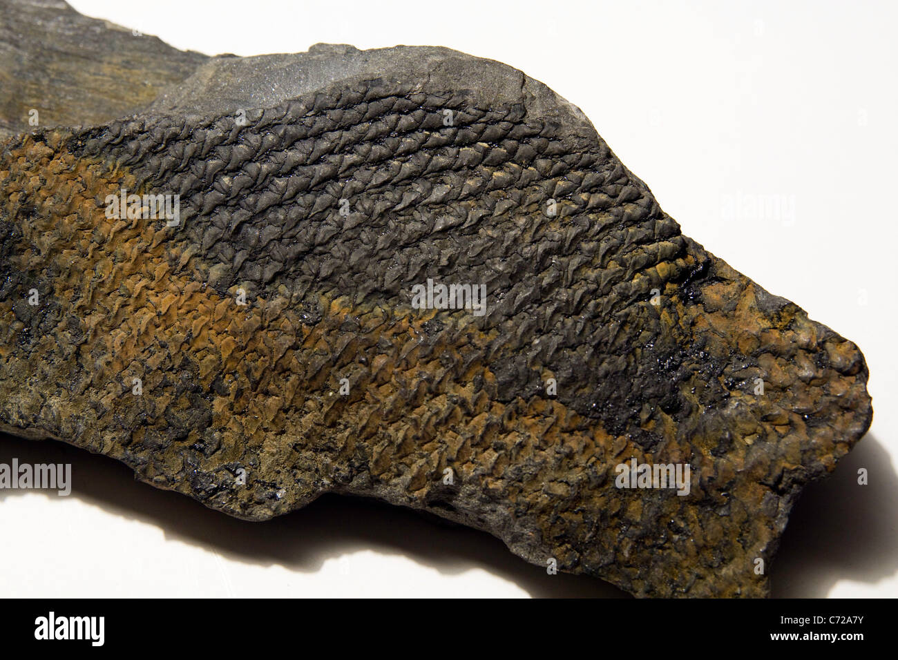 a close up of fossilized tree bark Stock Photo - Alamy