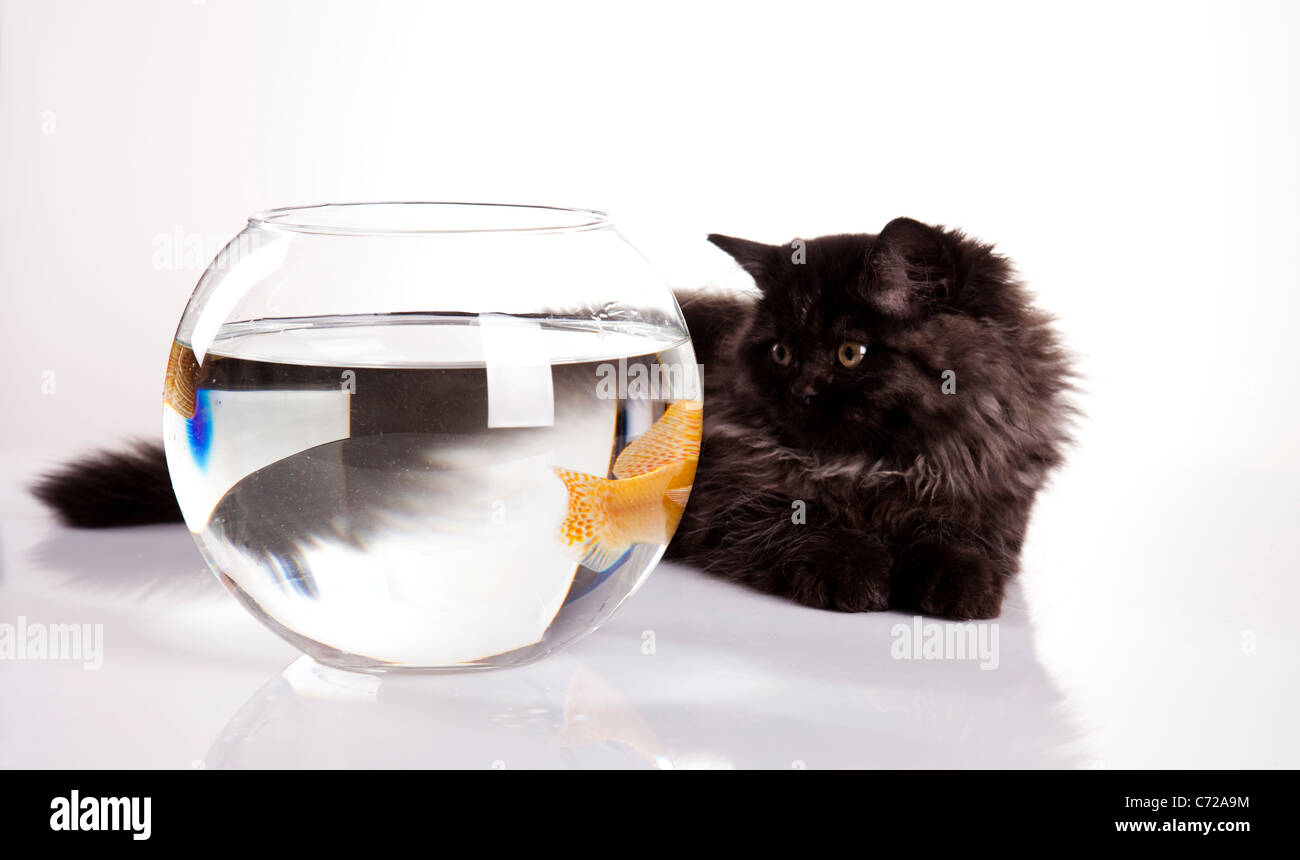 Cat & Gold fish Stock Photo