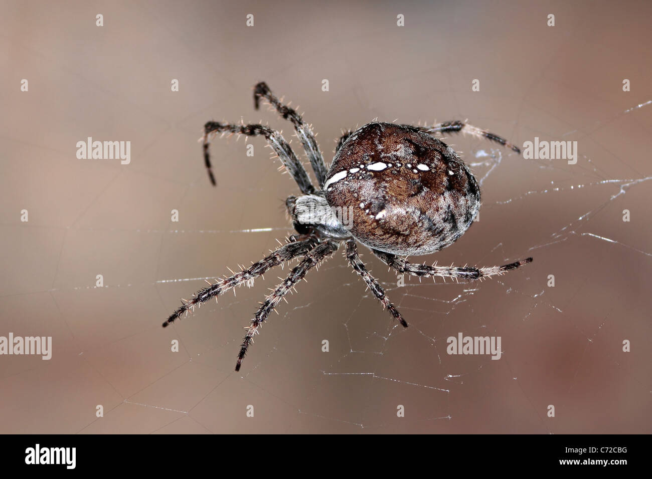 Garden Spider (Araneus diadematus) Stock Photo