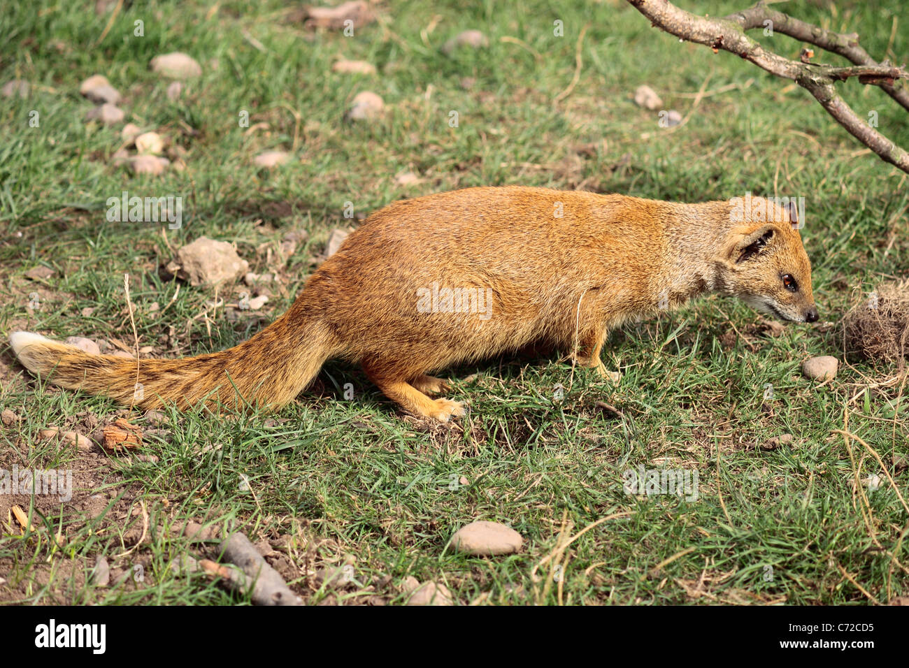 Yellow Mongoose (Cynictis penicillata) foraging at Yorkshire Wildlife Park Stock Photo