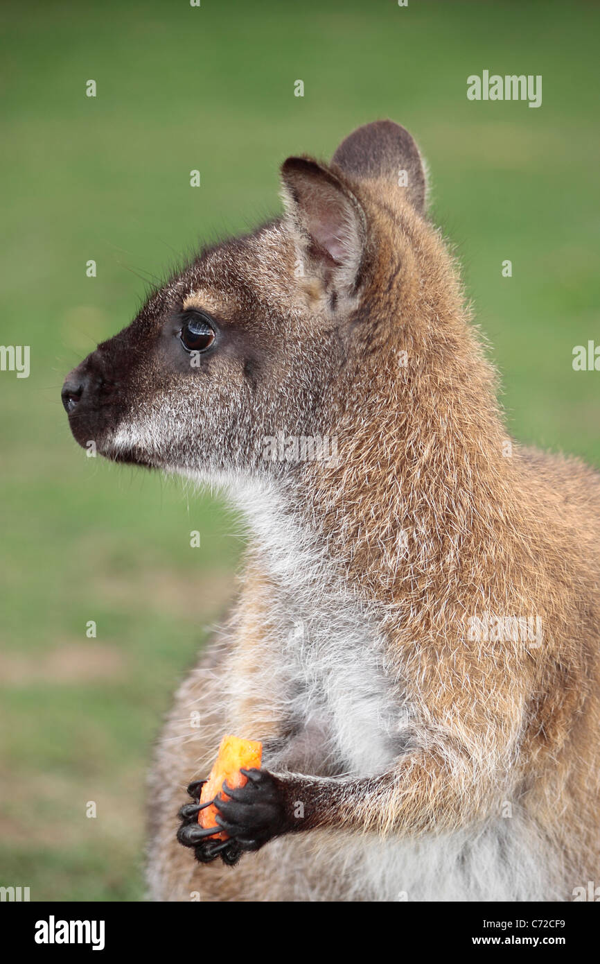 Red-necked Wallaby (macropus rufogriseus) with carrot at Yorkshire Wildlife Park Stock Photo
