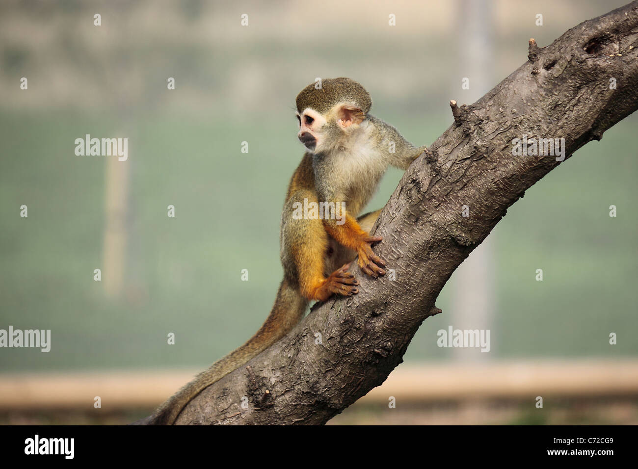 Squirrel Monkey (Simia sciureus) at Yorkshire Wildlife Park Stock Photo