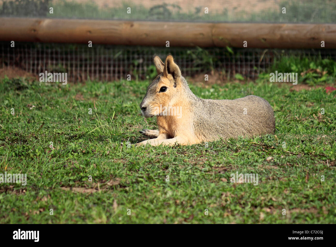 Patagonian Mara (Dolichotis patagonum) at Yorkshire Wildlife Park Stock Photo