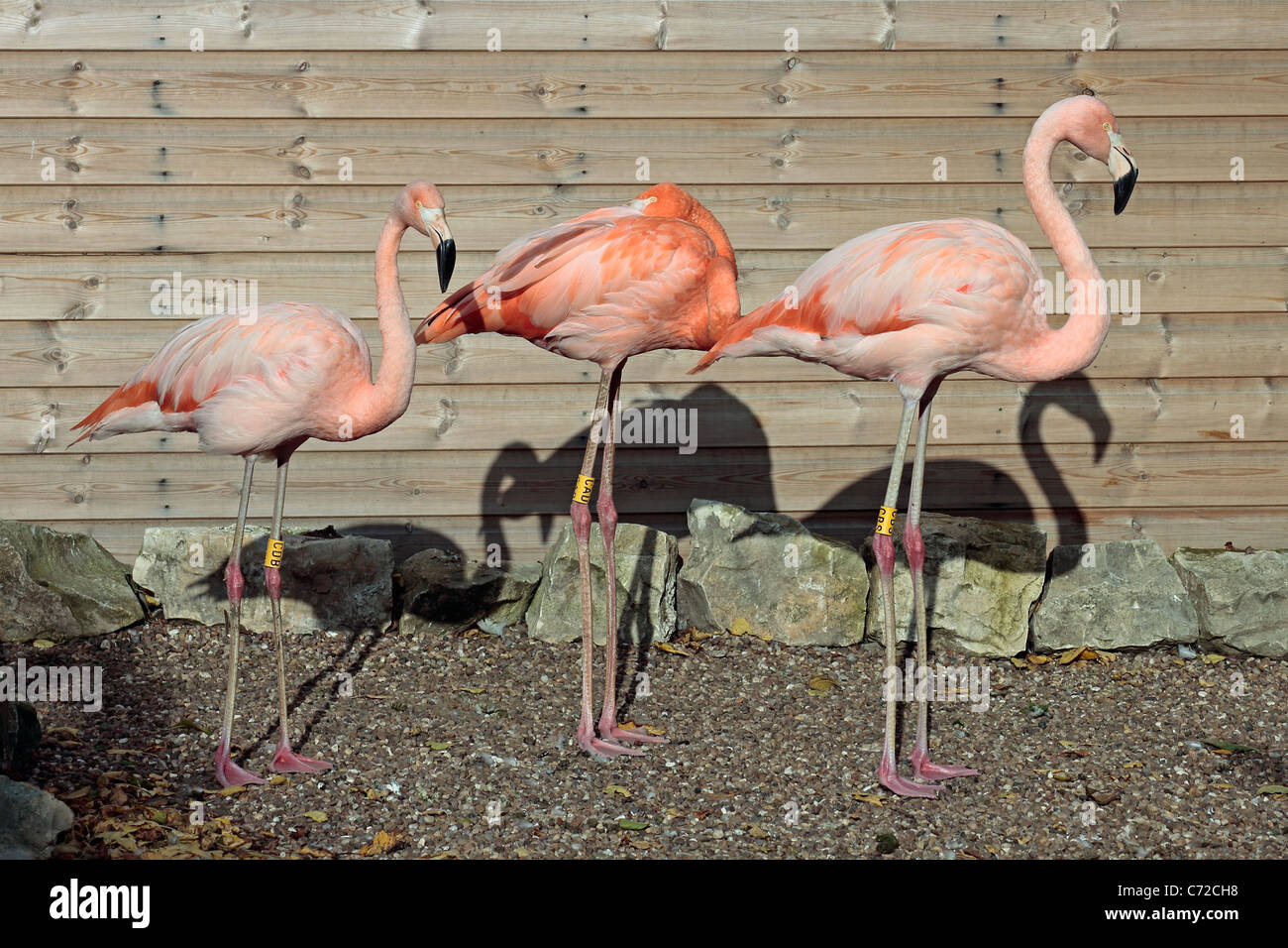 Three Chilean Flamingos (phoenicopterus chilenensis) at Yorkshire Wildlife Park Stock Photo