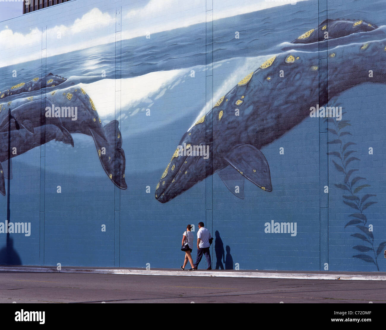 Whale wall mural, Hollywood, Los Angeles, California, United States of