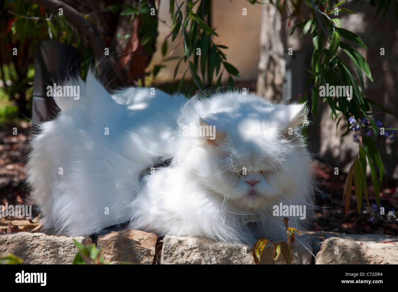 White Persian cat sleeping Stock Photo Alamy
