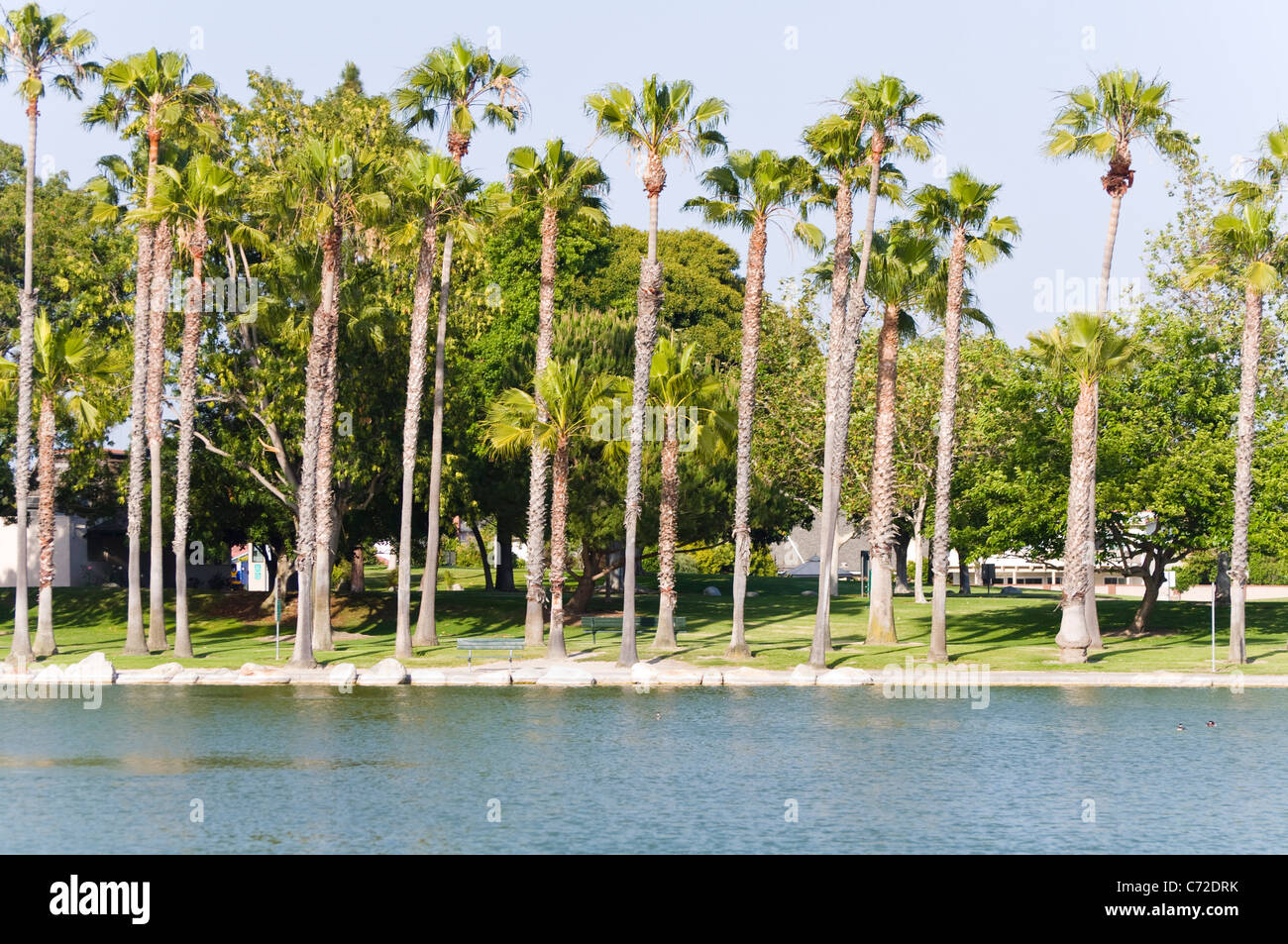 Lake with palm trees hi-res stock photography and images - Alamy