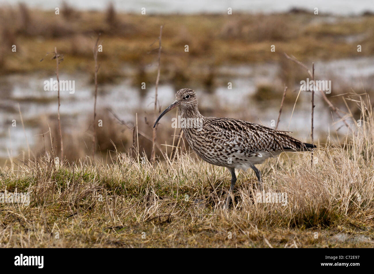 Eurasian Curlew (Numenius arquata) Stock Photo