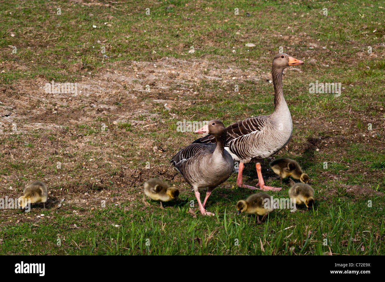 Greylag Geese (Anser anser) Stock Photo