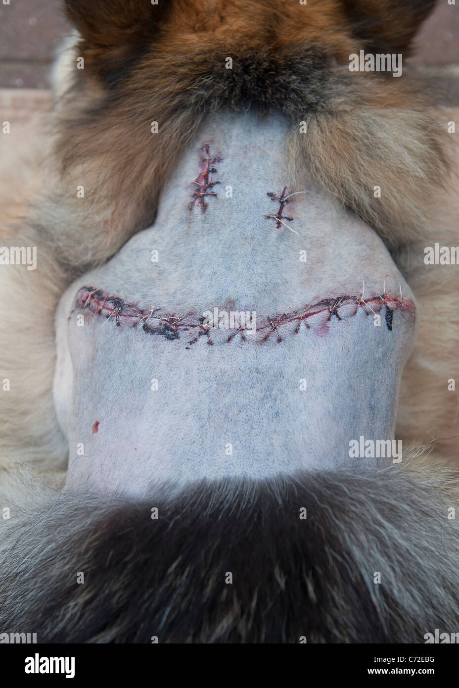 Dog after surgery to remove tumors from the back and neck Stock Photo