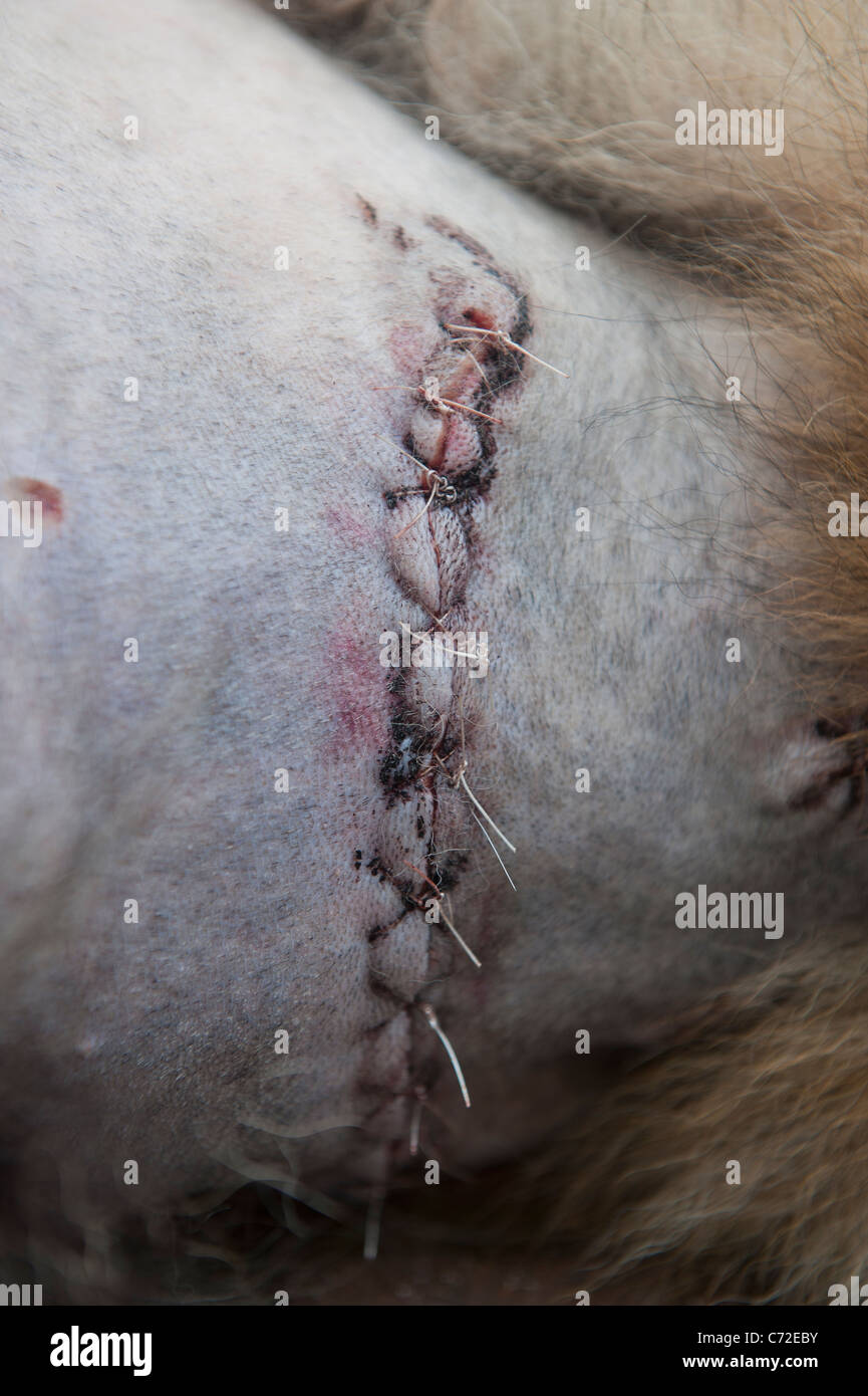 Dog with scar from surgery to remove tumors from the back Stock Photo