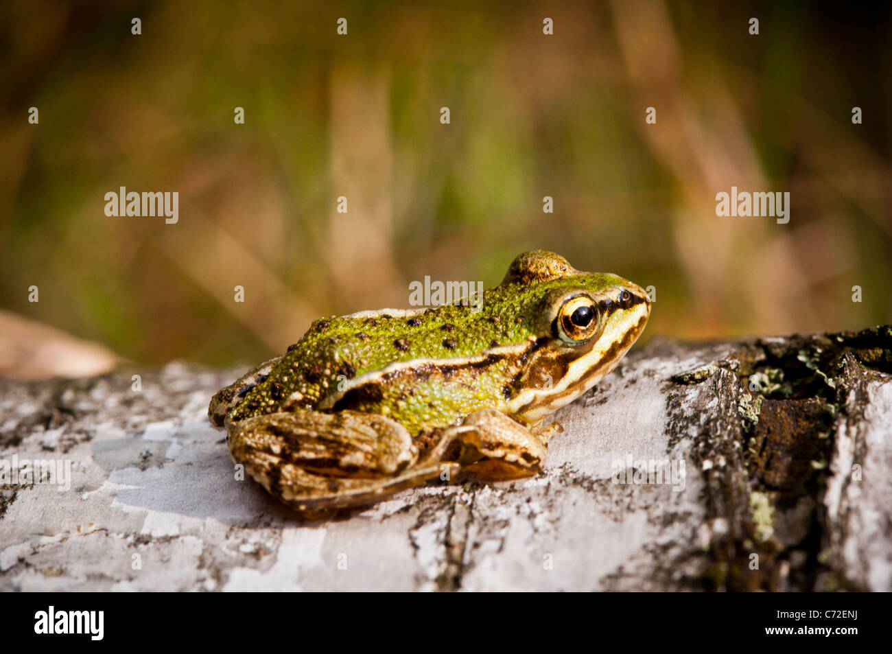 European Common Frog Rana Temporaria Stock Photo Alamy