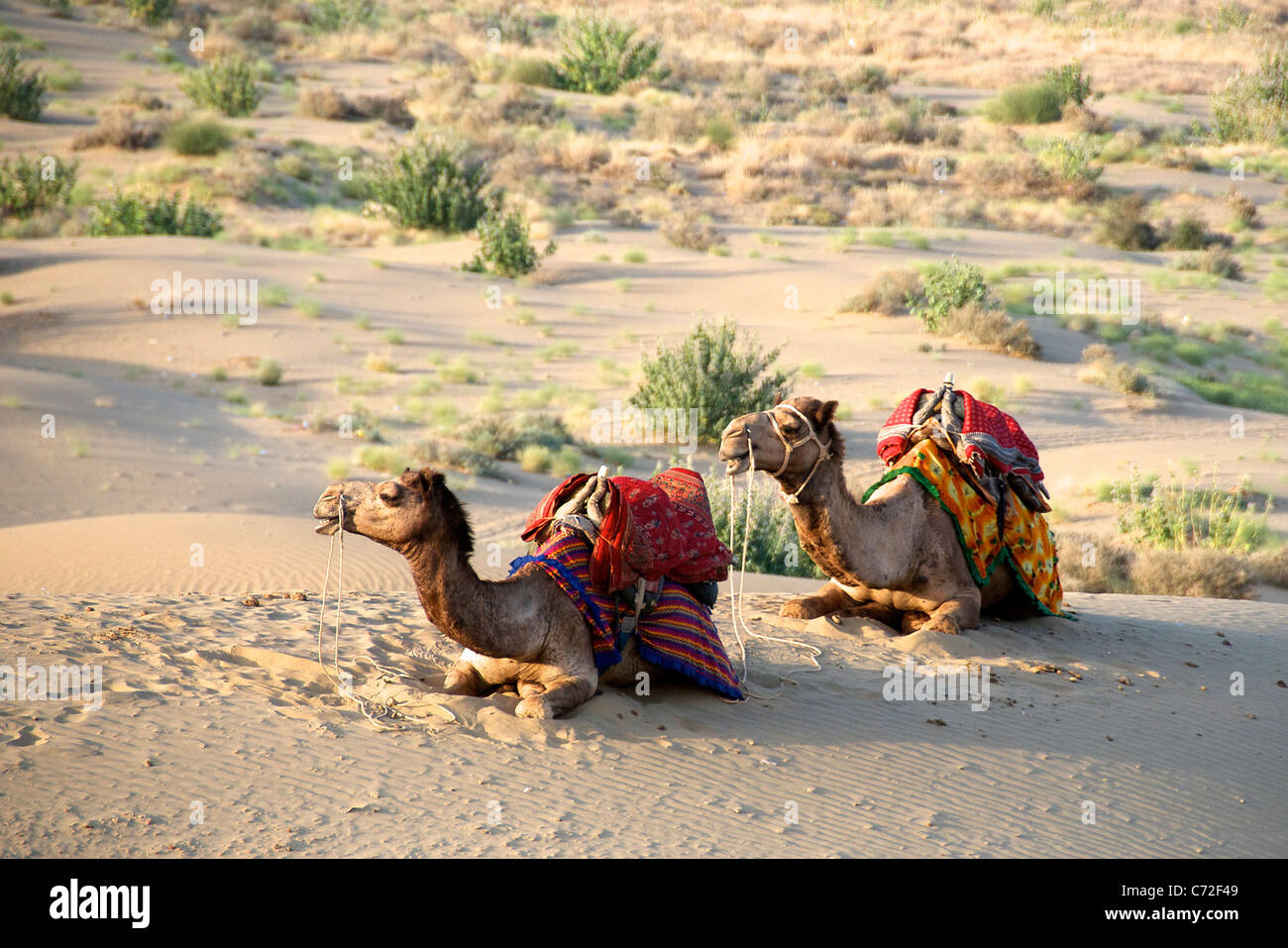 Animals of rajasthan hi-res stock photography and images - Alamy