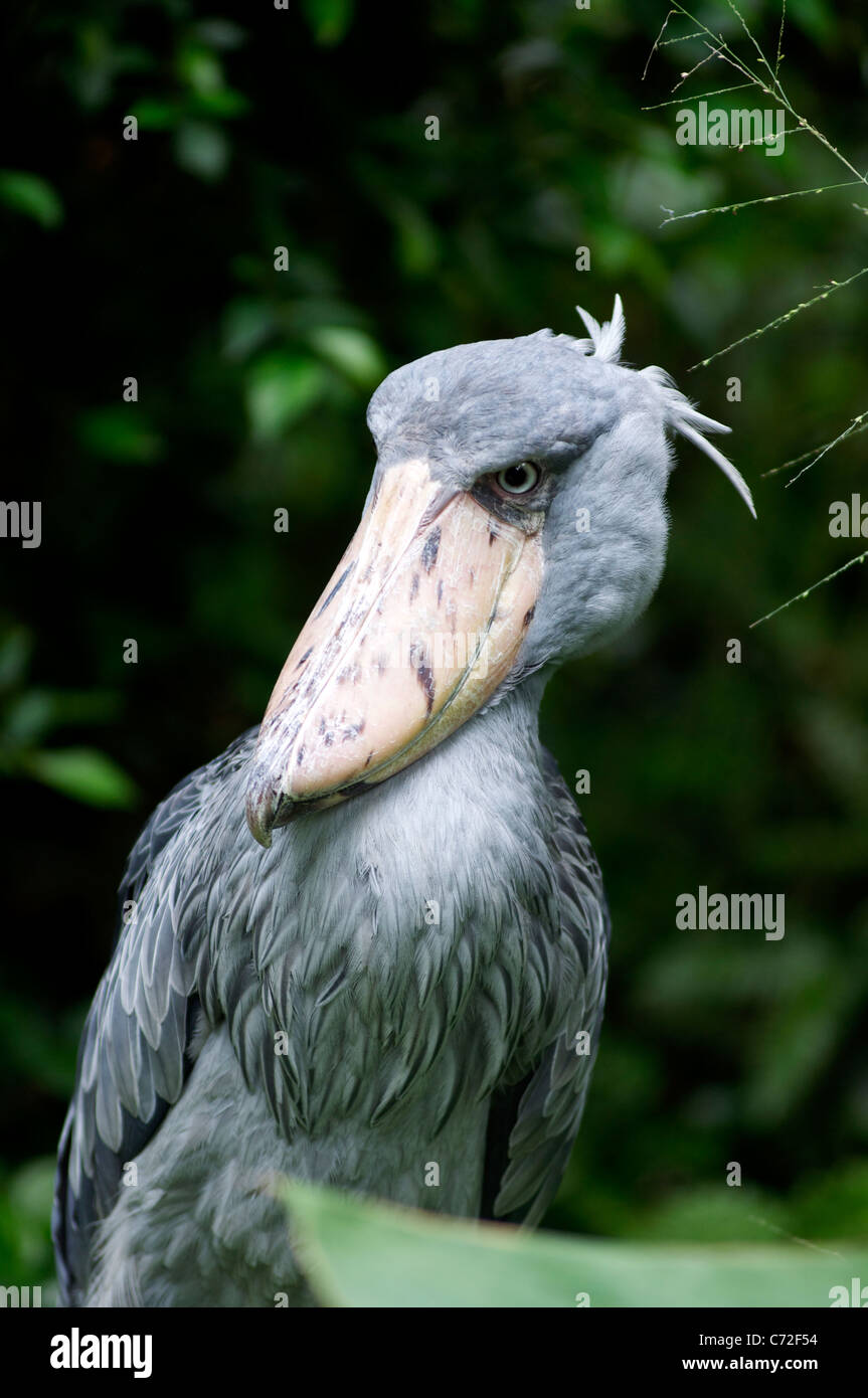 shoebill stork flying shoebill stork flying