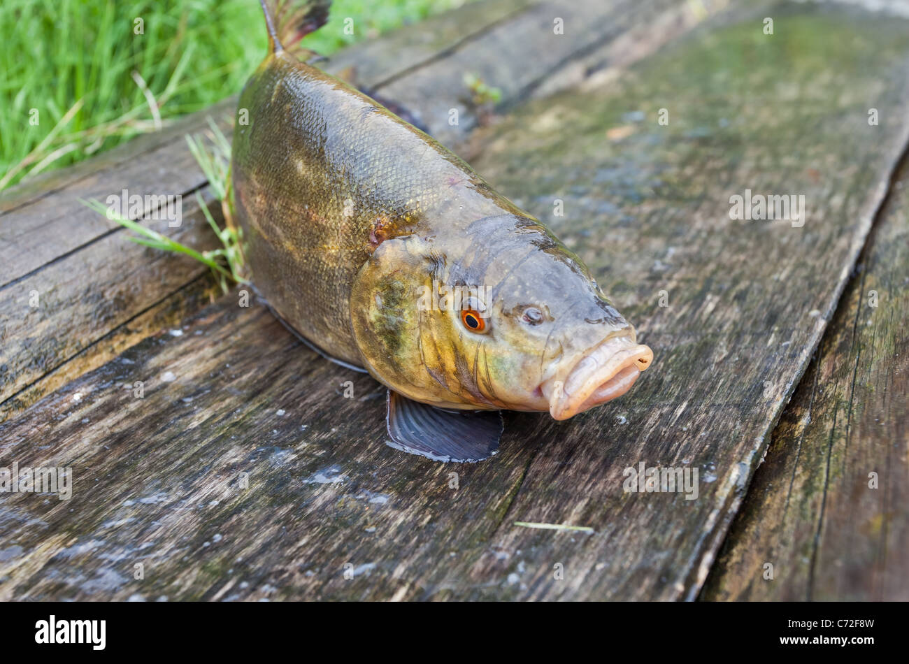 Raw tench on wooden background Stock Photo