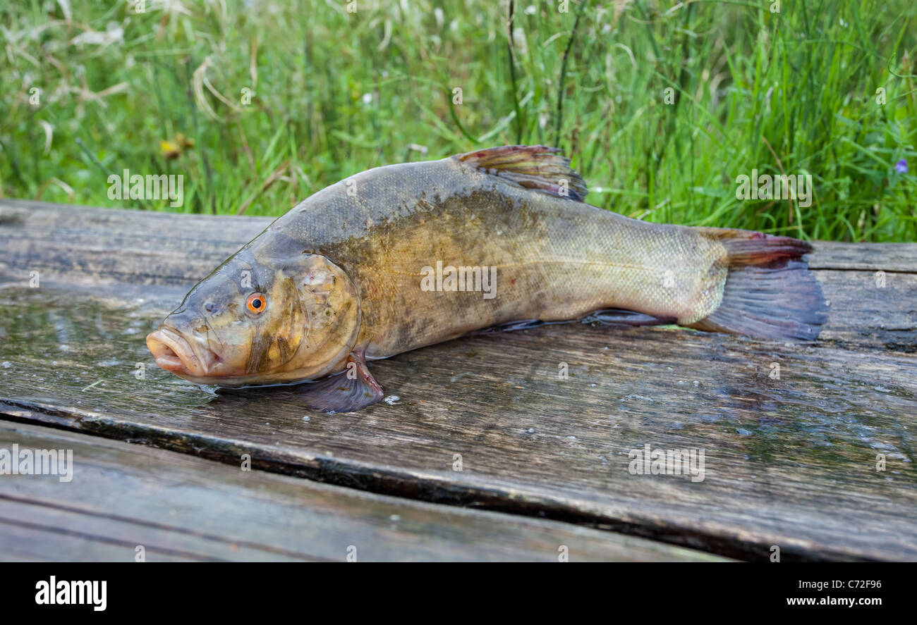 Tench. A fish close up Stock Photo