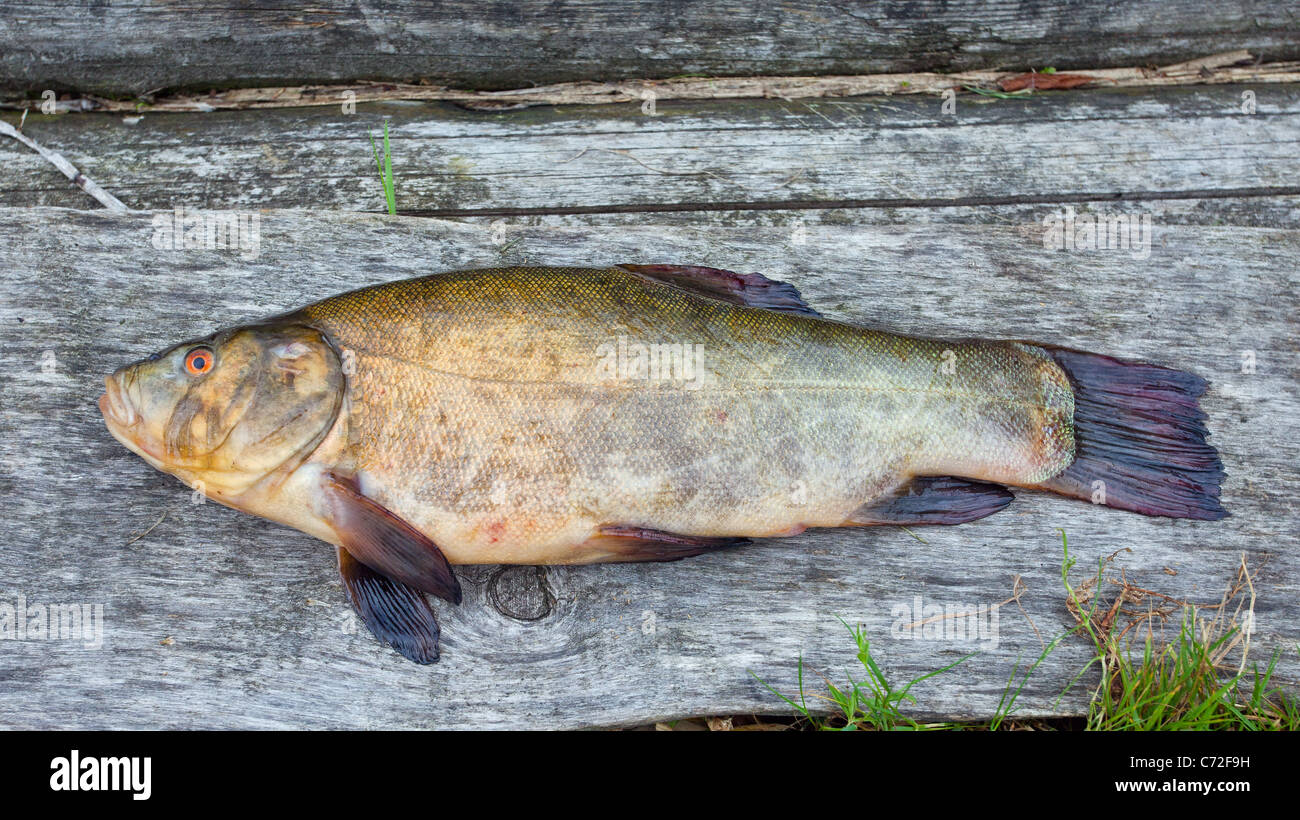 Raw tench on wooden background Stock Photo