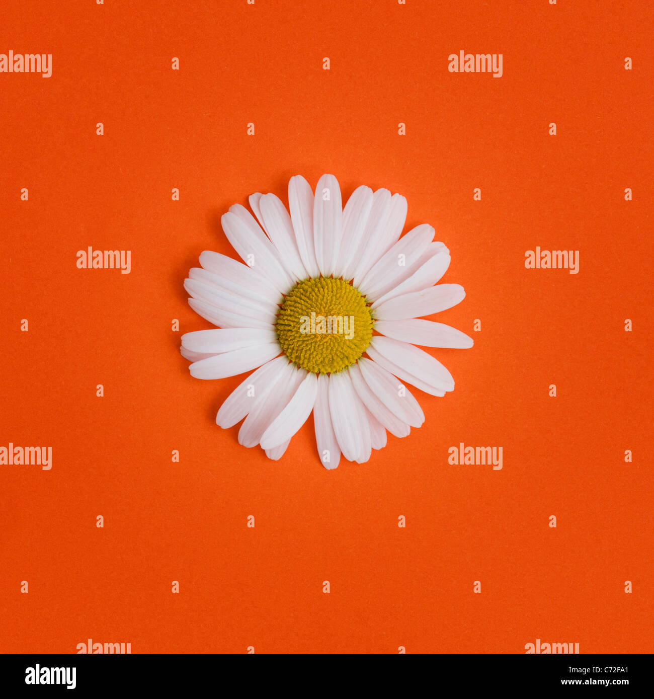 Leucanthemum vulgare . Oxeye daisy on orange background Stock Photo