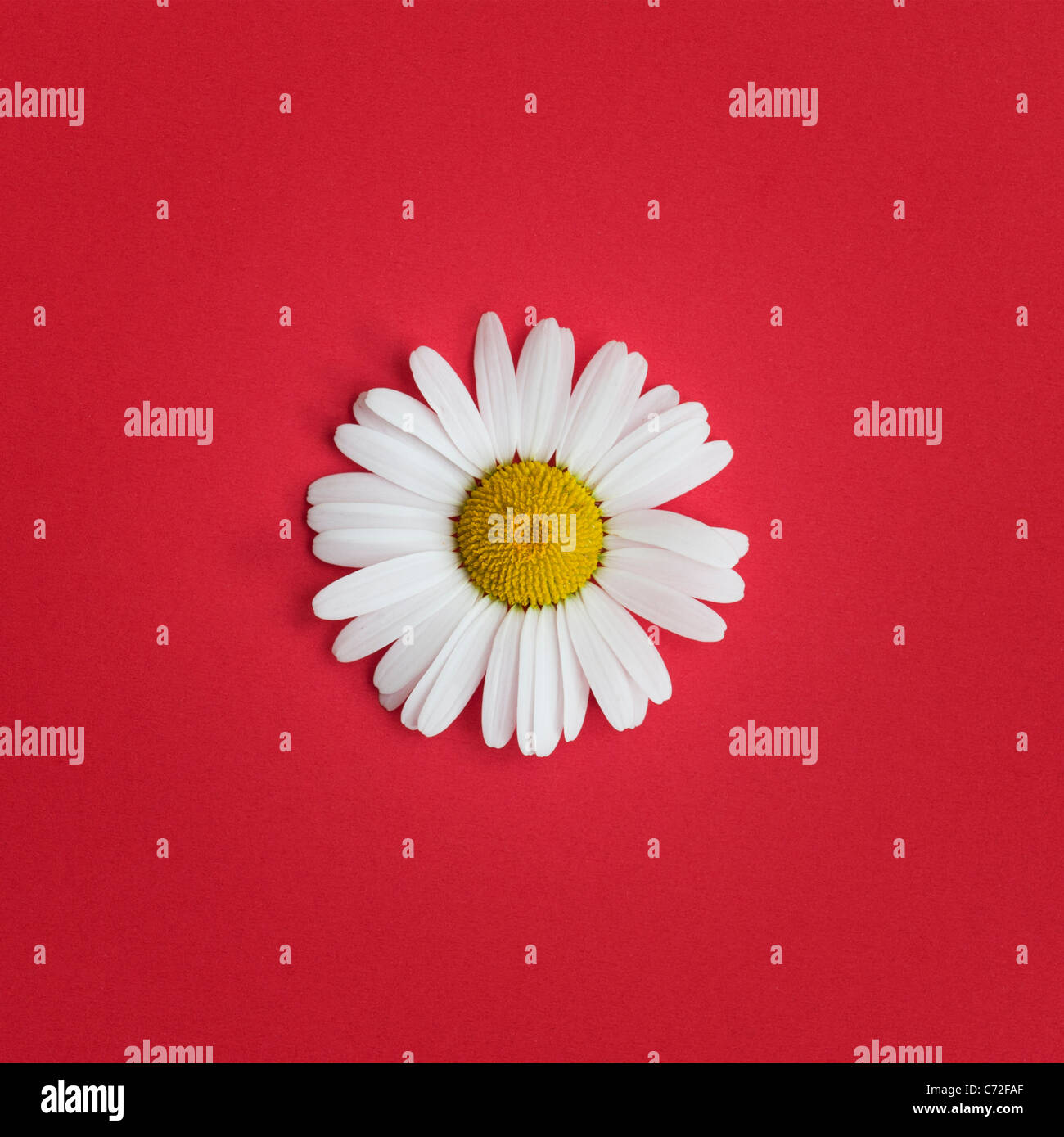 Leucanthemum vulgare . Oxeye daisy on red background Stock Photo