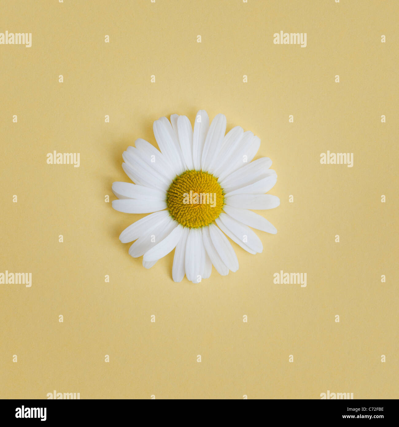 Leucanthemum vulgare . Oxeye daisy on yellow background Stock Photo