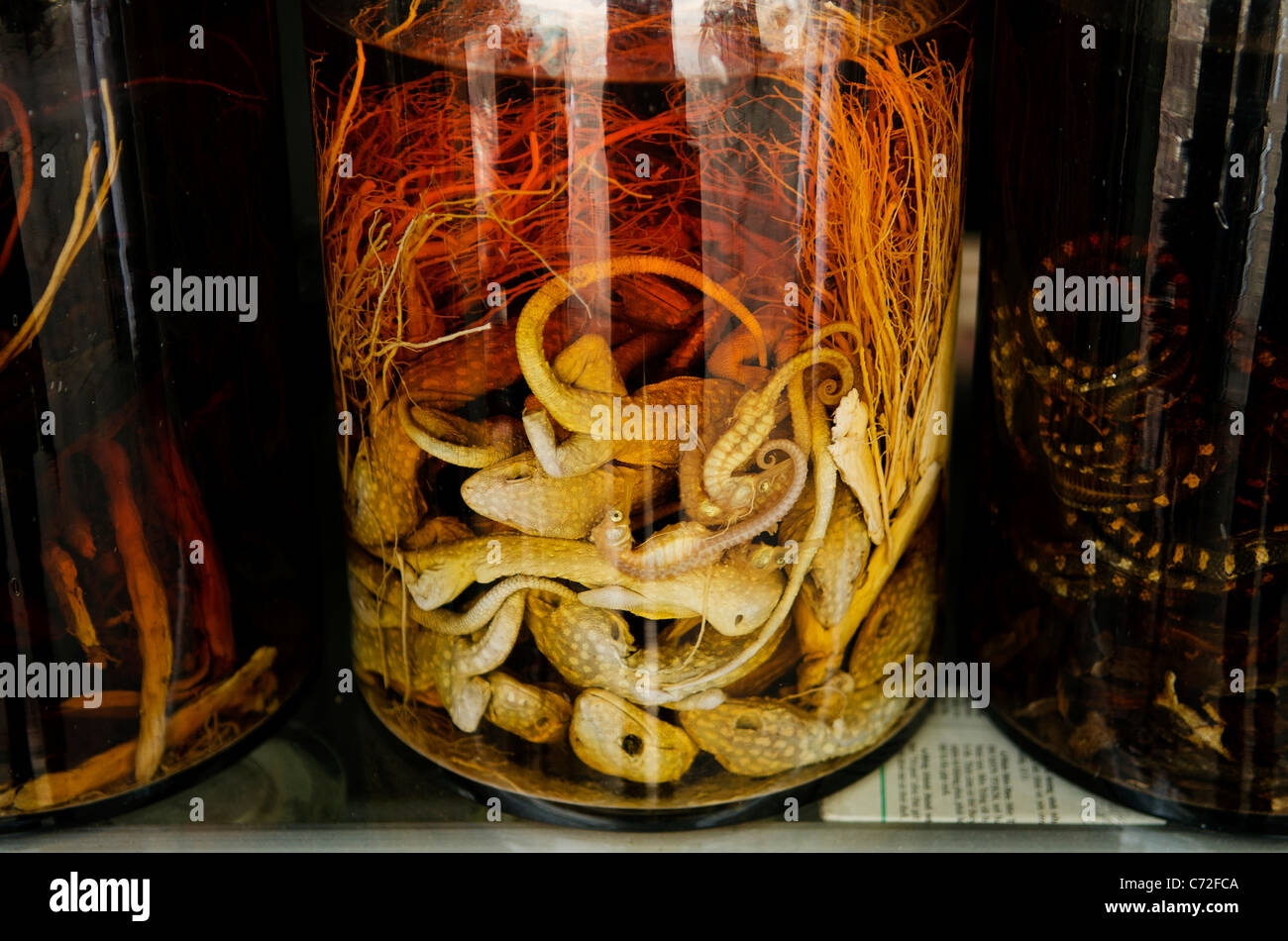 pickled animals traditional medicine in vietnam Stock Photo