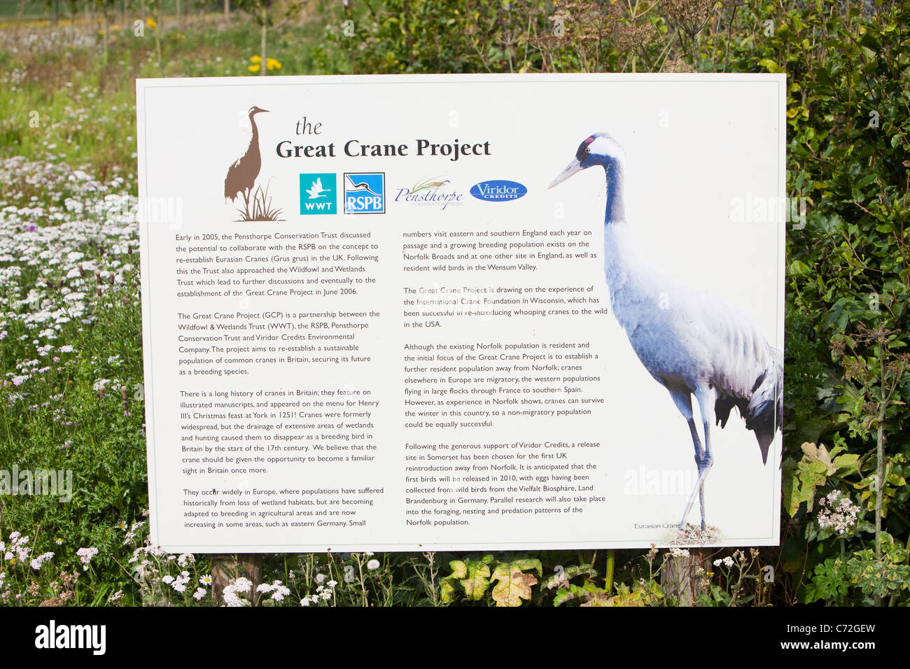Pensthorpe wildlife reserve in Norfolk are part of a crane re-introduction program, breeding cranes to be released Stock Photo