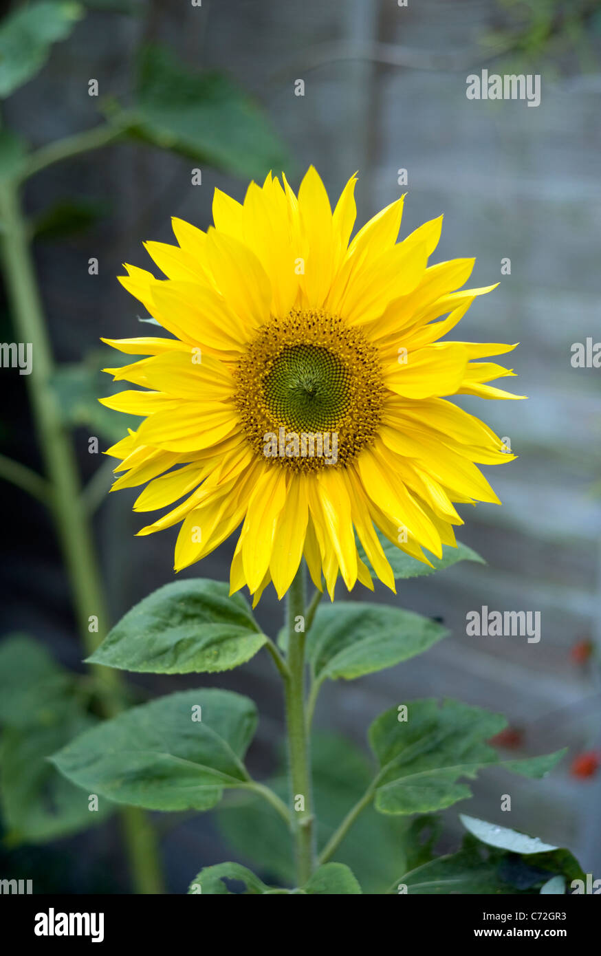 Sunflower Stock Photo