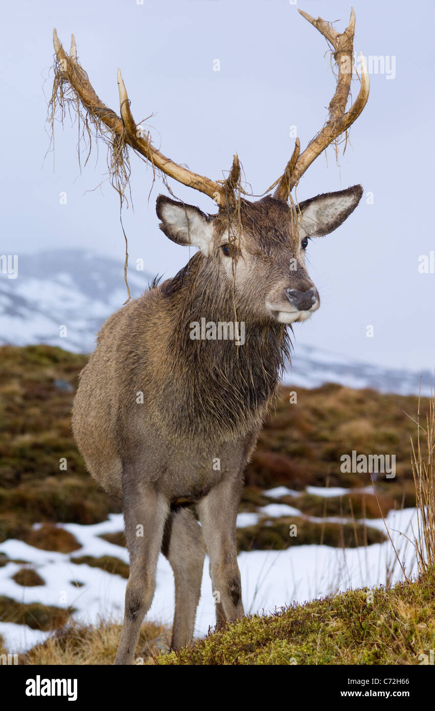Red Deer (Cervus elaphus), male or stag in Glen Garry Stock Photo