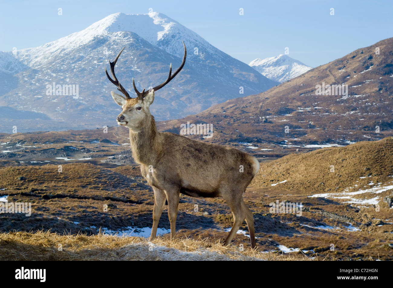 Red Deer (Cervus elaphus), male or stag in Glen Garry, standing in front of Sgurr Mor (1003 metres) Stock Photo