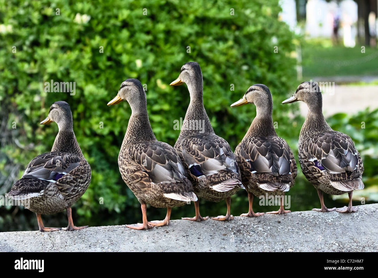Five female ducks standing at a a fountain staring at something Stock Photo