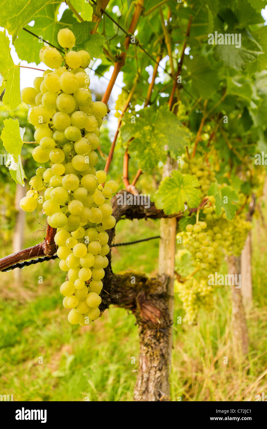 ripe grapes on grape-vine in autumn in vineyard Stock Photo