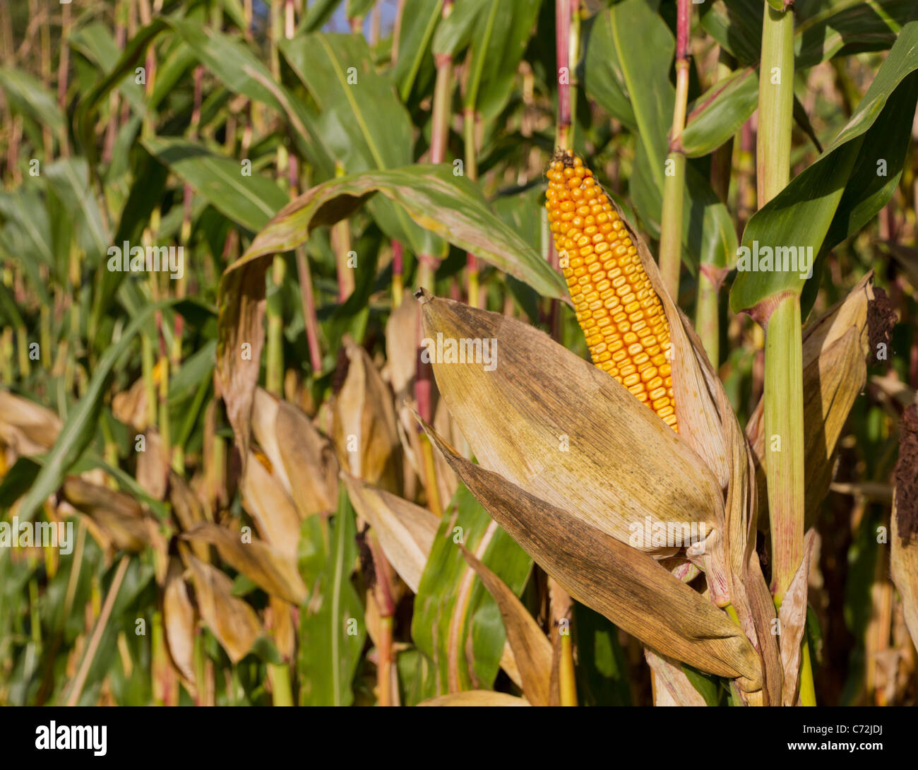 single ripe yellow cob of corn on a cornfield Stock Photo