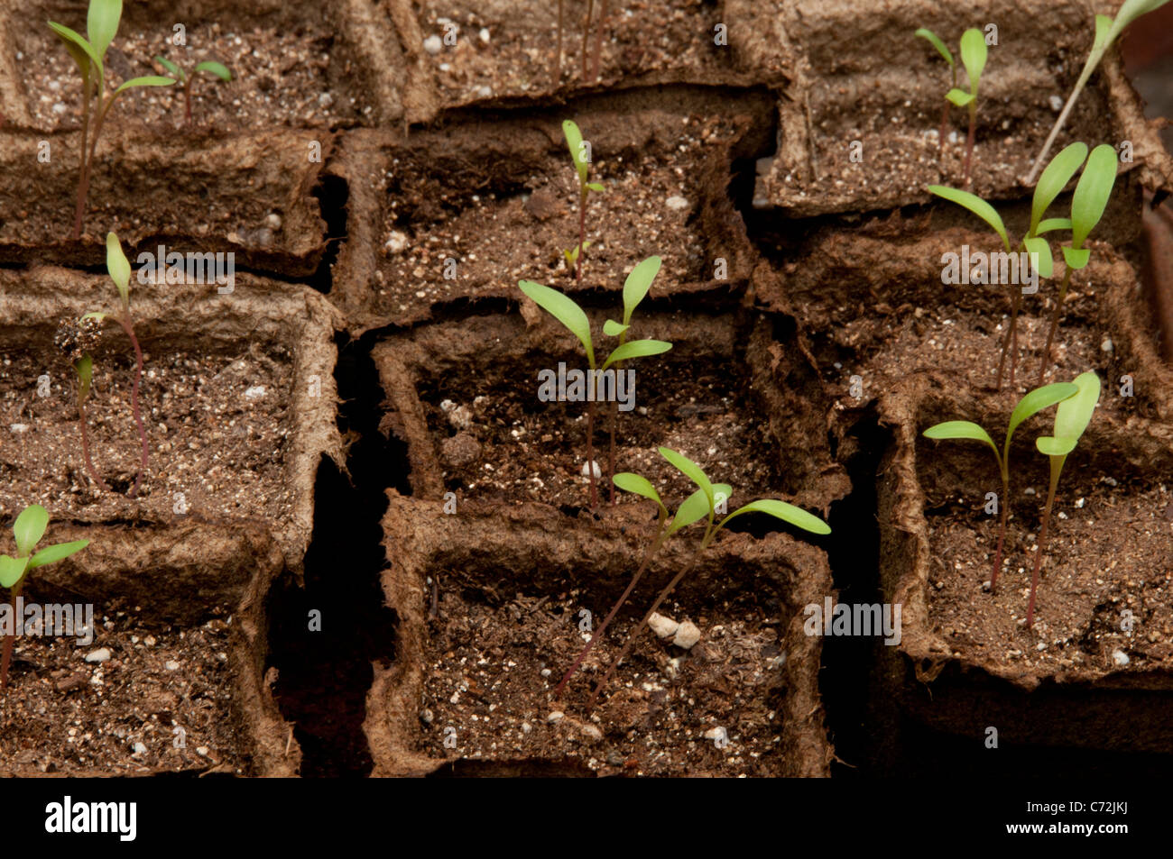 Chard seedlings hi-res stock photography and images - Alamy