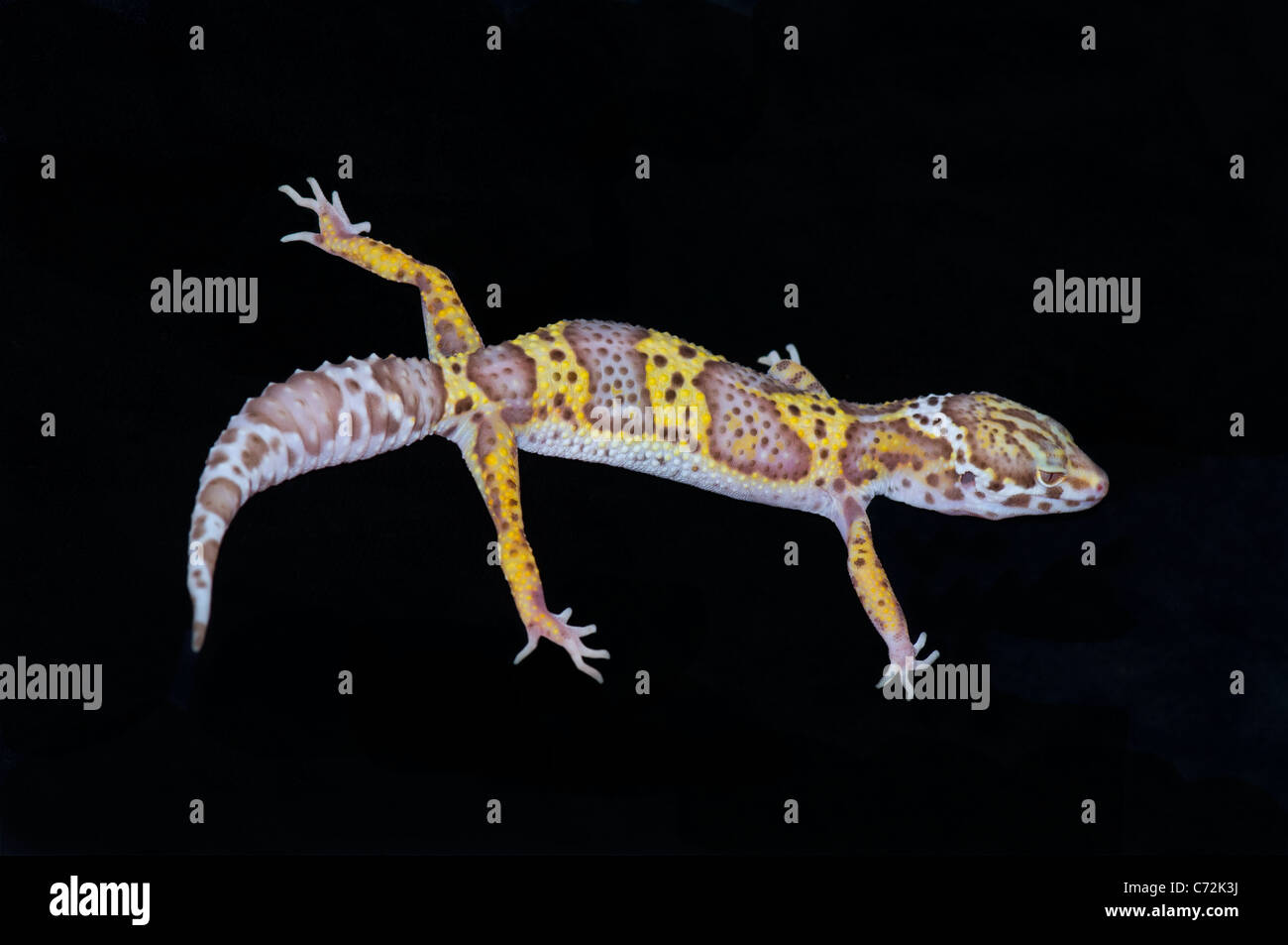 Leopard Gecko Eublepharis macularius Captive Stock Photo