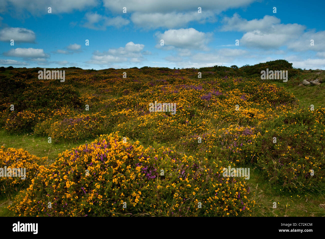 A low landscape shot of flowering gorse and purple heather on a moor hillside. Stock Photo
