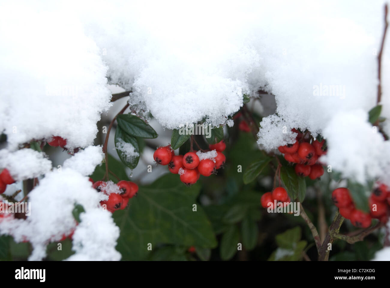 Red Berries in the Snow Stock Photo