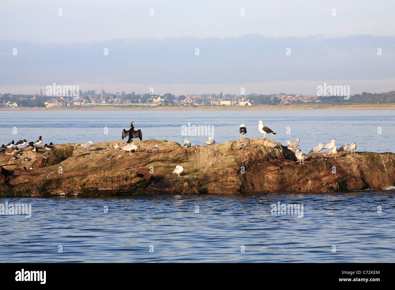 Sea birds, including a cormorant and gulls, on a rocky outcrop at Lower Largo, East  Fife, Scotland, UK Stock Photo