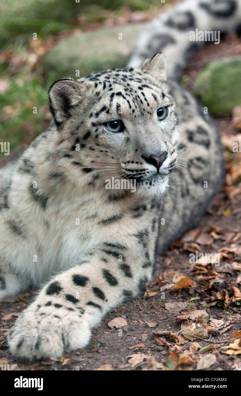 Leopard Tail Stock Photos & Leopard Tail Stock Images - Alamy