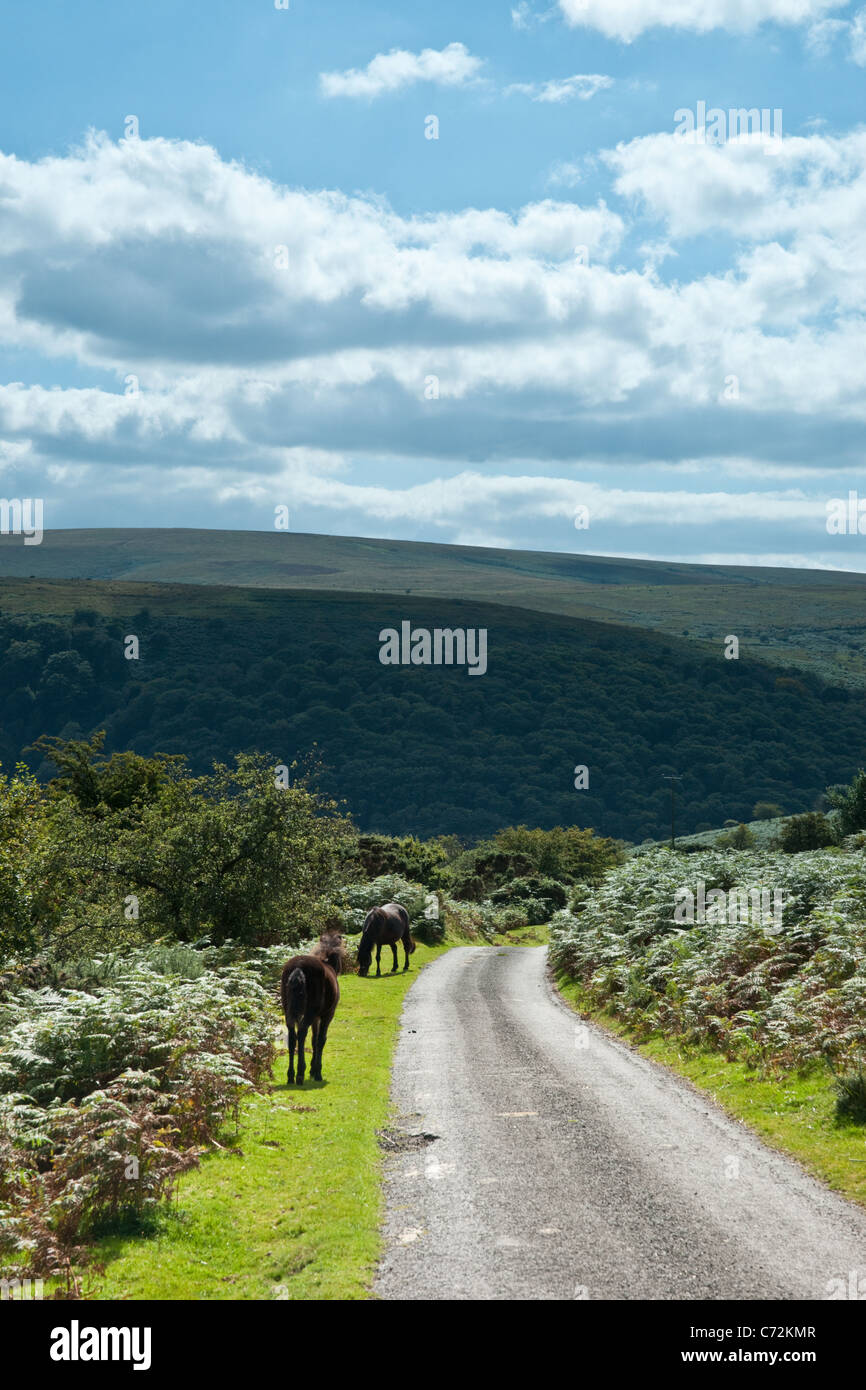 Hill ponies on dartmoor hires stock photography and images Alamy