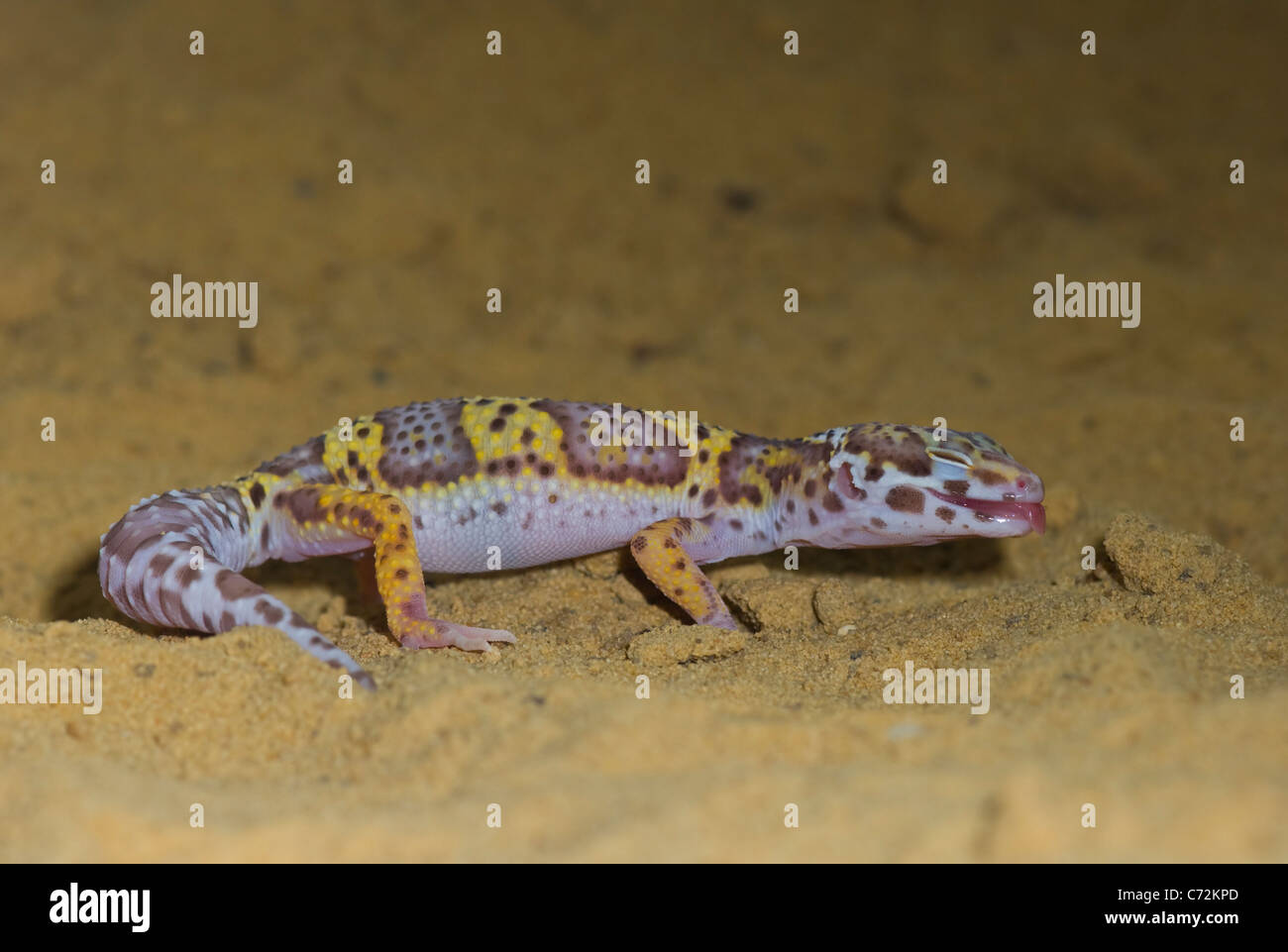Leopard Gecko Eublepharis macularius Captive Stock Photo
