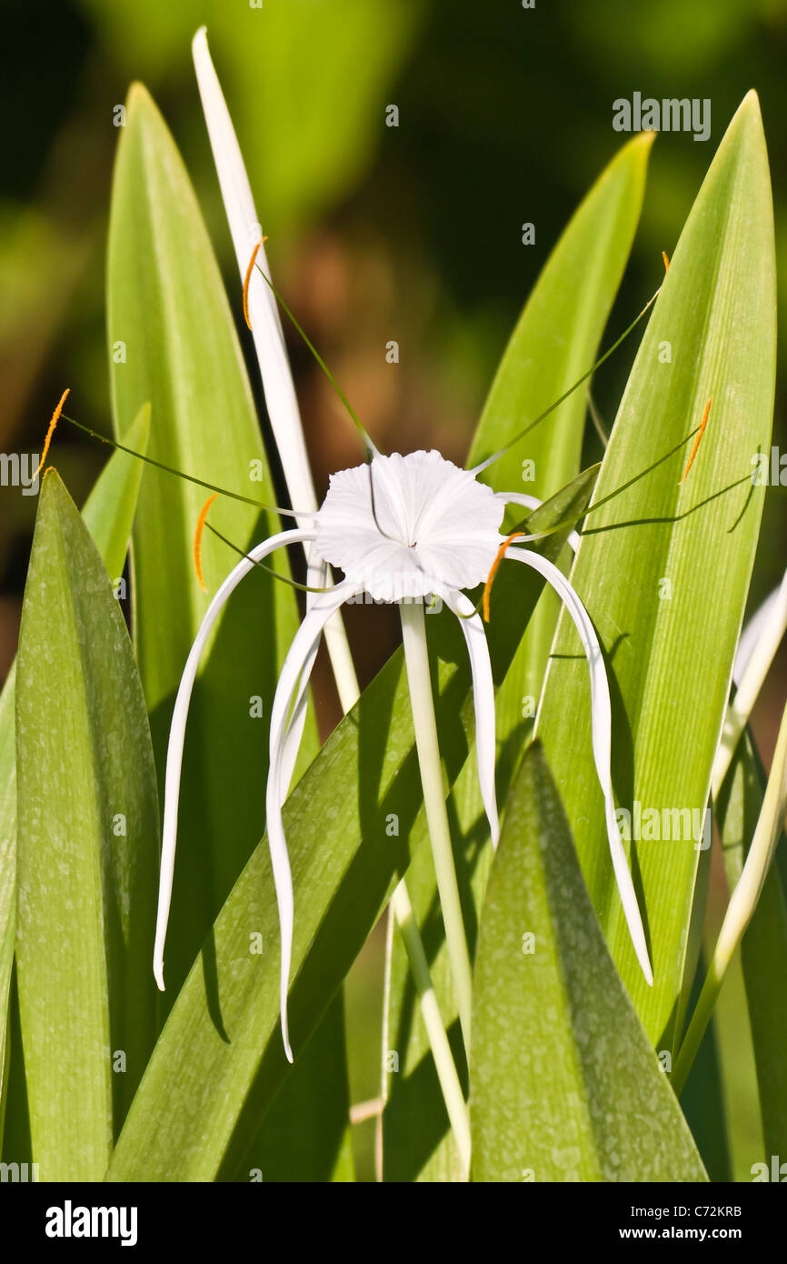 Tropical flower - White Spider Lily - Hymenocallis sp. Stock Photo