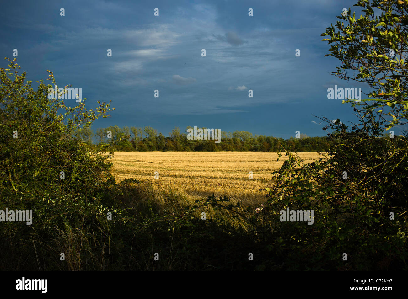 Late summer harvest time with storm brewing Stock Photo - Alamy