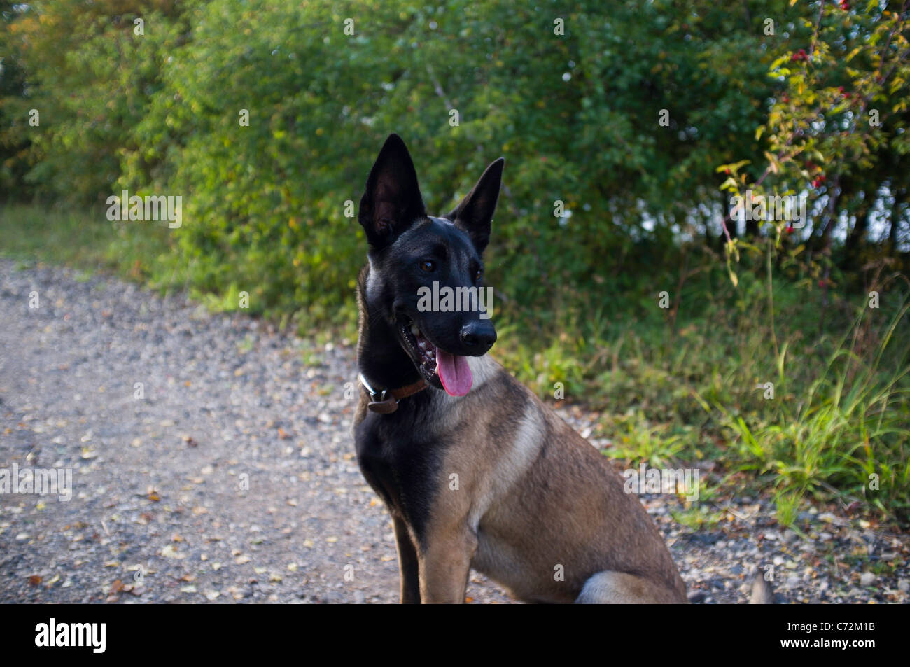 A young Belgian Malinois female Shepherd dog Stock Photo