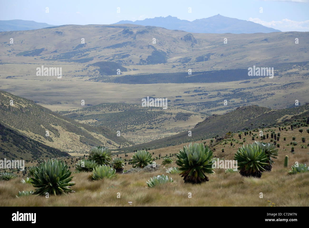 Mountain landscape, Aberdare National Park, Kenya Stock Photo