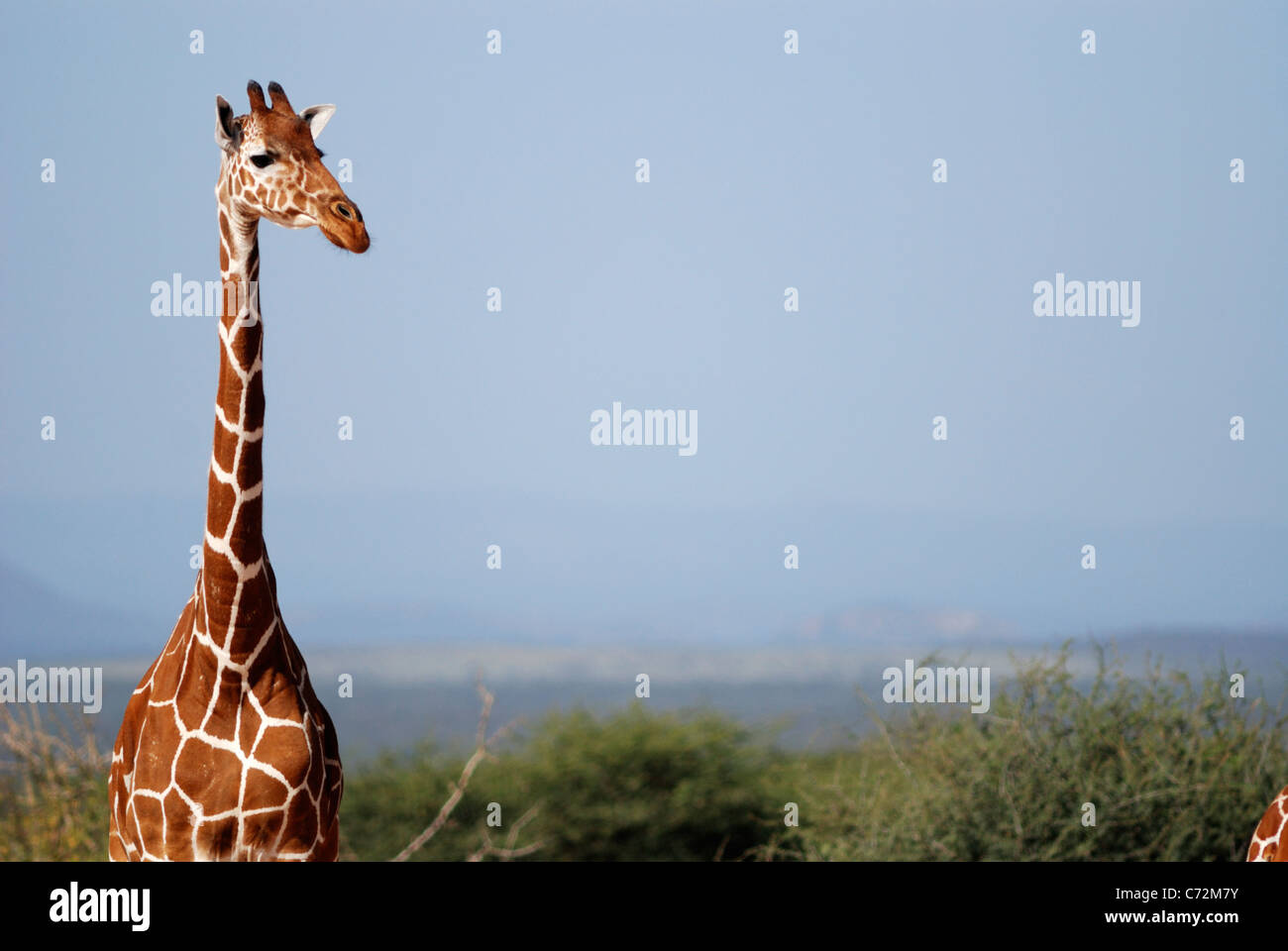 Giraffe (Giraffa camelopardalis) Stock Photo