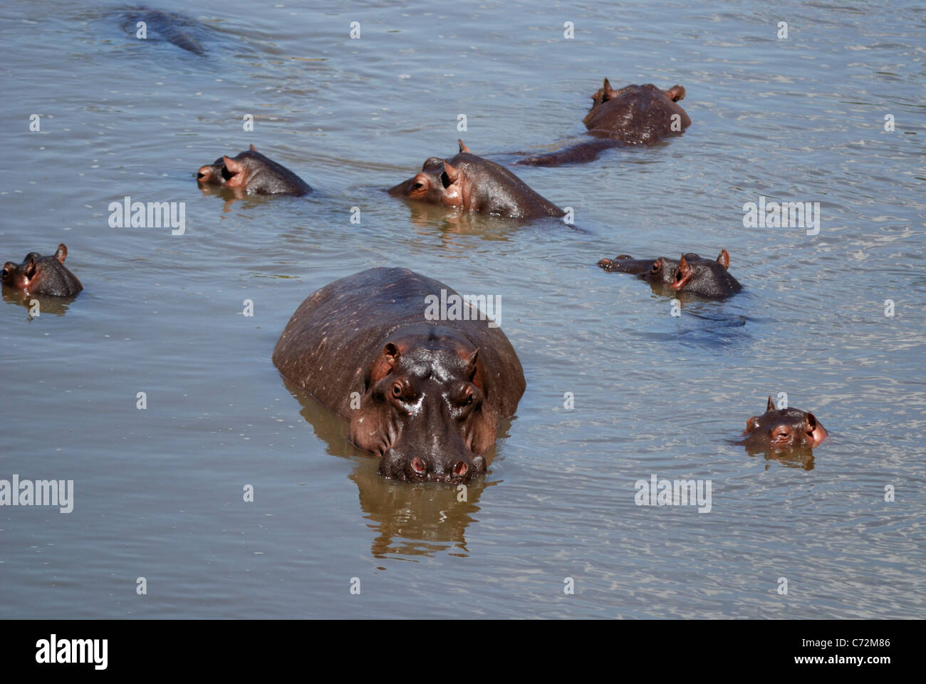Common hippopotamus (Hippopotamus amphibius), Masai Mara National Reserve, Kenya Stock Photo